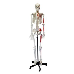 Life-Size Human Skeleton Anatomy Model