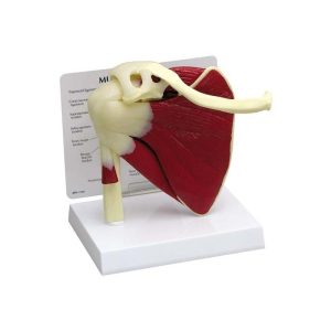 Shoulder Joint Anatomy Model
